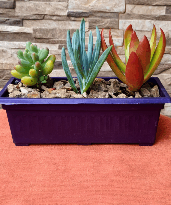 Jardinera 5