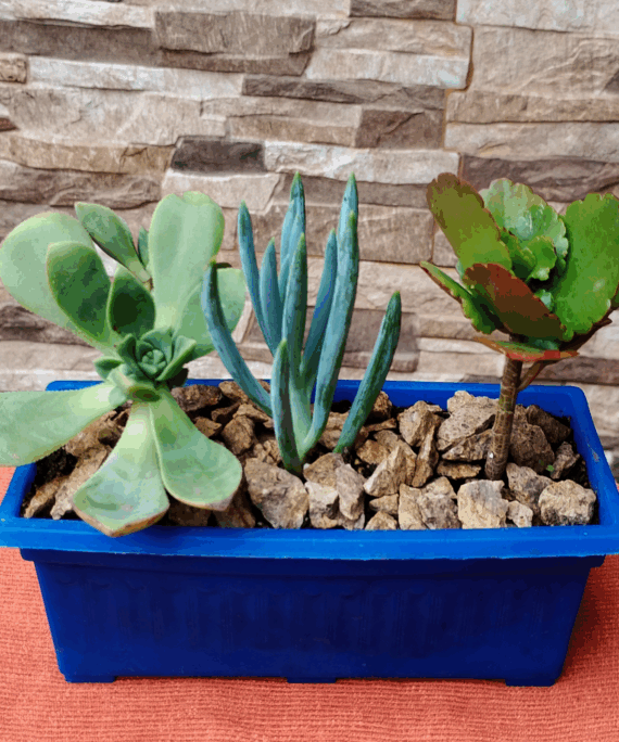 Jardinera 3