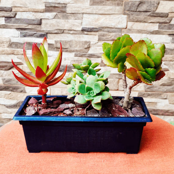 Jardinera 1