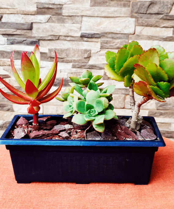Jardinera 1